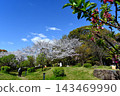 Springtime at the Fujita Residence Ruins Park 143469990