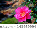 Red Sasanqua 143469994