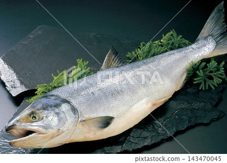 三文魚 三文魚 143470045