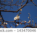White plum blossoms bathed in the blue sky and early spring sunshine (plum blossoms and buds in Kochi Castle Park) White plum blossoms bathed in the blue sky and early spring sunshine (plum blossoms and buds in Kochi Castle Park) 143470046