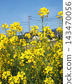 Rapeseed flowers (rapeseed blossoms in the Kochi Plain) bathed in the early spring sky and sunshine. Rapeseed flowers (rapeseed blossoms in the Kochi Plain) bathed in the early spring sky and sunshine. 143470056