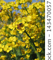 Close-up of a honeybee perched on a rapeseed flower (yellow rapeseed flower and honeybee) Close-up of a honeybee perched on a rapeseed flower (yellow rapeseed flower and honeybee) 143470057
