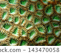 Underwater photographs of the Faviidae family, showcasing beautiful green valleys and brown ridgelines. 143470058