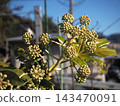 Many buds of Fatsia japonica basking in the sunlight (Fatsia japonica by the river) Many buds of Fatsia japonica basking in the sunlight (Fatsia japonica by the river) 143470091