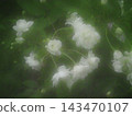White flowers and buds of double-flowered snowball viburnum by the river. White flowers and buds of double-flowered snowball viburnum by the river. 143470107