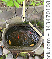 A water basin in which red fish swim. 143470108