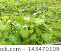 Unripe small grapes 143470109