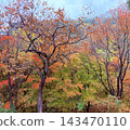 Autumn leaves and persimmon trees – an image of autumn. 143470110