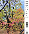Autumn leaves and persimmon trees – an image of autumn. 143470111