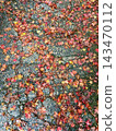 Autumn leaves that have fallen onto a wet stone – an image of autumn. 143470112