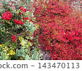 Bright red leaves of the Photinia tree evoke the image of autumn. 143470113