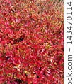 Bright red leaves of the Photinia tree evoke the image of autumn. 143470114