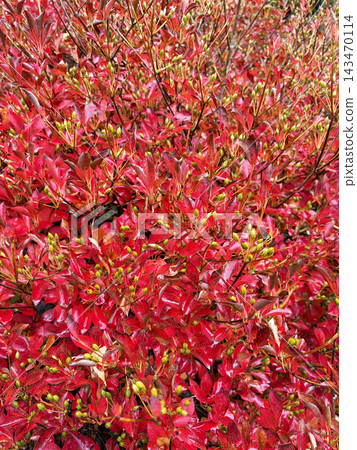 Bright red leaves of the Photinia tree evoke the image of autumn. Bright red leaves of the Photinia tree evoke the image of autumn. 143470114