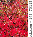 Bright red leaves of the Photinia tree evoke the image of autumn. 143470115