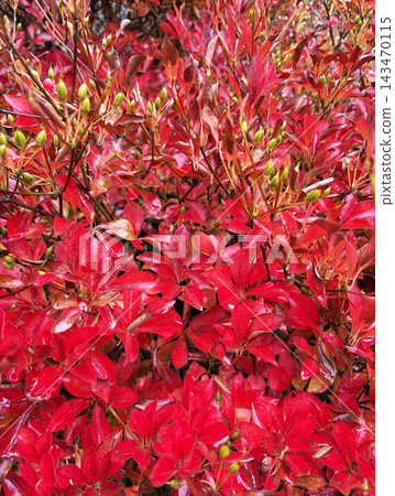 Bright red leaves of the Photinia tree evoke the image of autumn. Bright red leaves of the Photinia tree evoke the image of autumn. 143470115