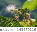 Close-up of pink and white mimosa flowers and buds (Mimosa trees in Gennai Green Space) Close-up of pink and white mimosa flowers and buds (Mimosa trees in Gennai Green Space) 143470116