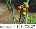 The process of cherry tomatoes ripening in a home garden. 143470127