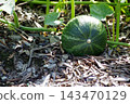 The pumpkins I'm growing by letting them trail are showing signs of growth. 143470129