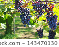 The appearance of mature, grown grapes 143470130