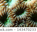 Underwater photographs of the Faviidae family, showcasing beautiful brown ridgelines and green valleys. 143470233