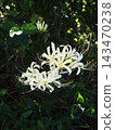 Close-up of white spider lilies (white spider lilies by the river) Close-up of white spider lilies (white spider lilies by the river) 143470238