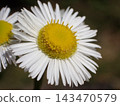 Erigeron annuus, with its beautiful white petals and yellow center. 143470579