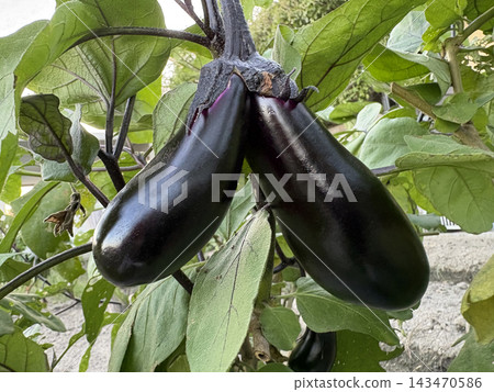 Eggplant twin fruit Eggplant twin fruit 143470586