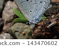 A close-up of the beautiful pale blue-gray wings of the Common Blue butterfly (Celastrina argiolus). 143470602
