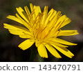 A close-up photograph of a dandelion (Taraxacum) with beautiful, vibrant yellow flowers. 143470791