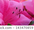 A close-up of the stamens of an azalea, with their striking dark purple anthers. 143470859