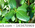 Large leaves 143470969