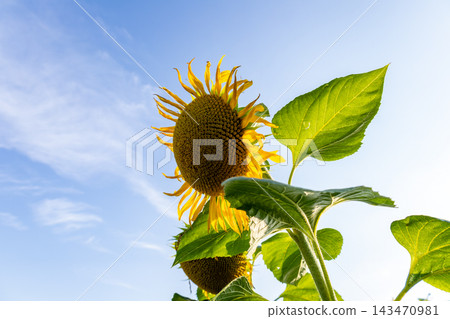 A sunflower reaches toward the clear blue sky, its golden petals glowing in the sunlight while green leaves surround its vibrant head A sunflower reaches toward the clear blue sky, its golden petals glowing in the sunlight while green leaves surround its vibrant head 143470981