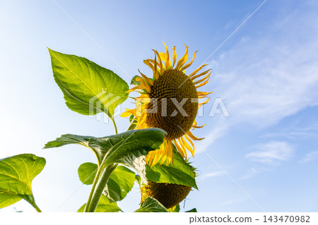Vibrant sunflowers stretch toward the sky, their golden petals glowing brightly as the sun sets, illuminating their beauty with warm light Vibrant sunflowers stretch toward the sky, their golden petals glowing brightly as the sun sets, illuminating their beauty with warm light 143470982