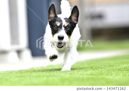 我心愛的傑克羅素梗犬(毛髮稀疏)在狗公園玩耍。 我心愛的傑克羅素梗犬(毛髮稀疏)在狗公園玩耍。 143471162
