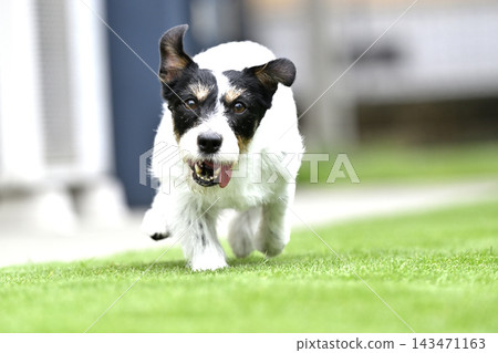 我心愛的傑克羅素梗犬(毛髮稀疏)在狗公園玩耍。 我心愛的傑克羅素梗犬(毛髮稀疏)在狗公園玩耍。 143471163