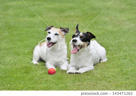 兩隻可愛的傑克羅素梗犬在玩球。 兩隻可愛的傑克羅素梗犬在玩球。 143471262