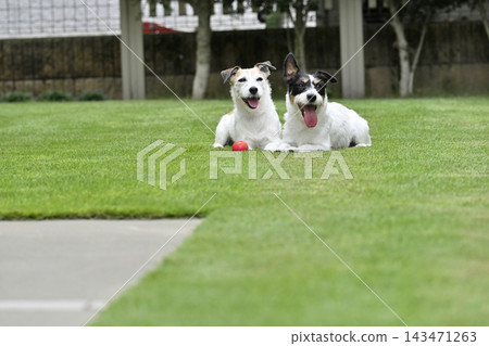 兩隻可愛的傑克羅素梗犬在玩球。 兩隻可愛的傑克羅素梗犬在玩球。 143471263