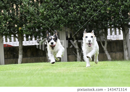 兩隻可愛的傑克羅素梗犬在狗公園玩耍。 兩隻可愛的傑克羅素梗犬在狗公園玩耍。 143471314