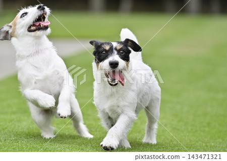 兩隻可愛的傑克羅素梗犬在狗公園玩耍。 兩隻可愛的傑克羅素梗犬在狗公園玩耍。 143471321