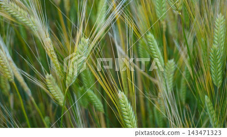 green wheat in a field 143471323