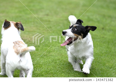 兩隻可愛的傑克羅素梗犬在狗公園玩耍。 兩隻可愛的傑克羅素梗犬在狗公園玩耍。 143471382