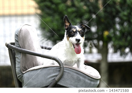 My Jack Russell Terrier is in a good mood, sitting on a chair. My Jack Russell Terrier is in a good mood, sitting on a chair. 143471580