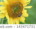 Bee sucking sunflower nectar 143471731