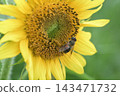 Autumn bees sipping nectar from sunflowers 143471732