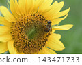 A bee walking on a sunflower 143471733