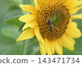 Bees collecting nectar from sunflowers that bloom in autumn 143471734