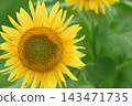 yellow flowers of sunflower in sunflower field 143471735