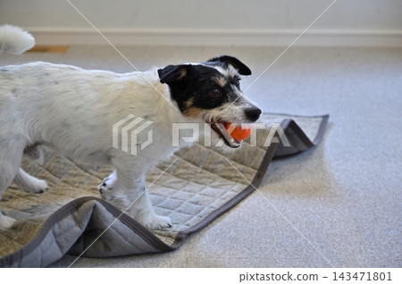 My Jack Russell Terrier is causing mischief on the living room carpet. My Jack Russell Terrier is causing mischief on the living room carpet. 143471801