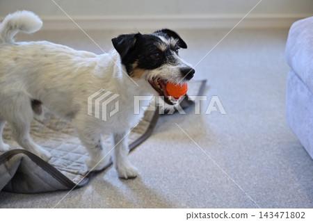 My Jack Russell Terrier is causing mischief on the living room carpet. My Jack Russell Terrier is causing mischief on the living room carpet. 143471802