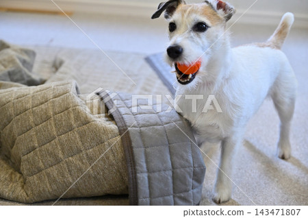 我的傑克羅素梗犬在客廳地毯上搗蛋。 我的傑克羅素梗犬在客廳地毯上搗蛋。 143471807